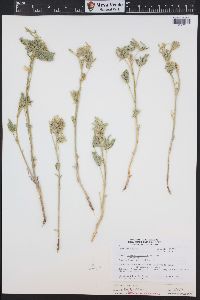 Lupinus caudatus image