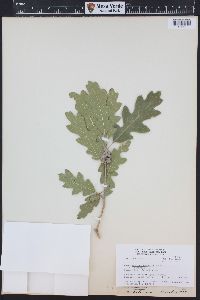 Quercus gambelii image