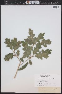 Quercus gambelii image