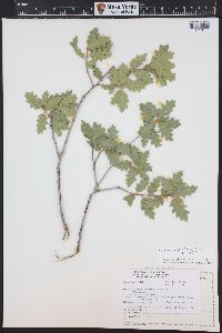 Quercus turbinella image