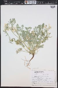 Corydalis aurea image