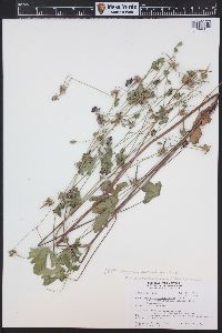 Geranium caespitosum image