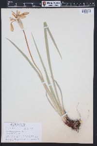 Iris missouriensis image