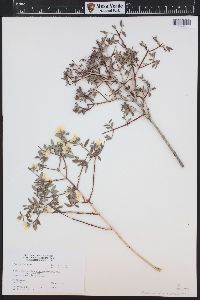 Philadelphus microphyllus image