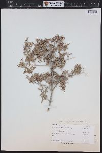 Philadelphus microphyllus image