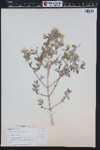 Philadelphus microphyllus image