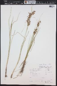 Juncus compressus image