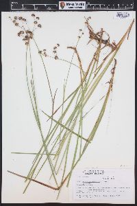 Juncus ensifolius var. montanus image