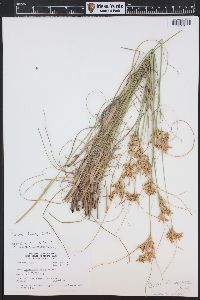 Cyperus retroflexus image