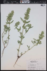 Dracocephalum parviflorum image