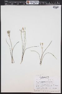 Androstephium breviflorum image