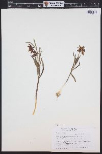 Fritillaria atropurpurea image