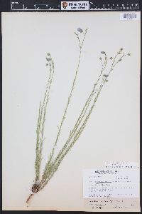 Linum perenne image