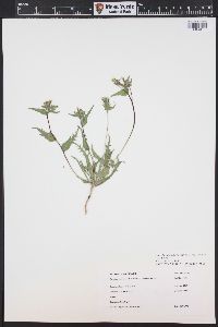 Mentzelia albicaulis image