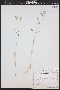 Mentzelia albicaulis image