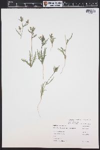 Mentzelia albicaulis image