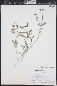 Mirabilis linearis image