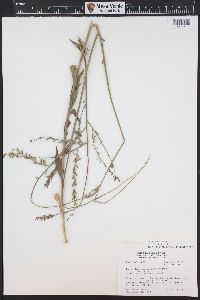 Oenothera curtiflora image