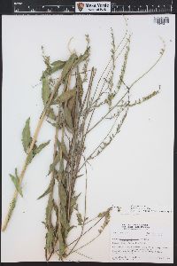 Oenothera curtiflora image