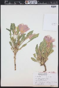 Oenothera cespitosa image