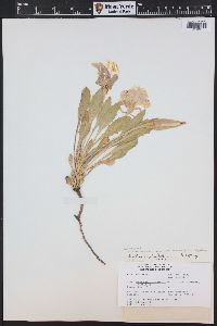 Oenothera cespitosa image