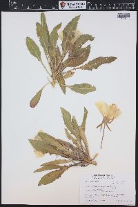 Oenothera cespitosa image