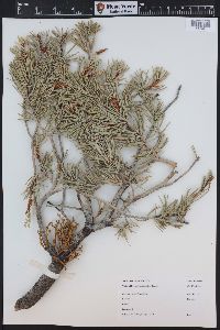 Pinus edulis image