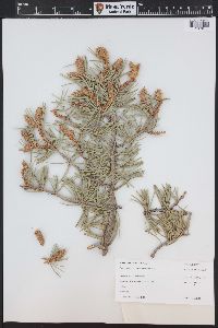 Pinus edulis image