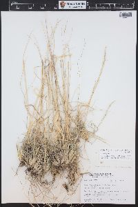 Muhlenbergia thurberi image