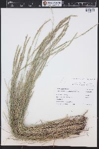 Muhlenbergia richardsonis image