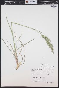 Leucopoa kingii image