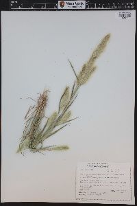 Polypogon monspeliensis image