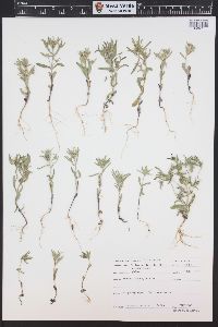 Collomia linearis image