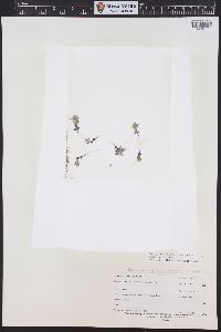 Phlox gracilis image