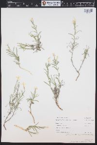 Phlox longifolia image