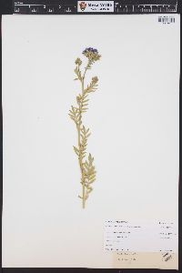 Polemonium foliosissimum image