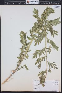 Polemonium foliosissimum image