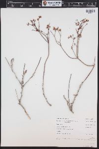 Eriogonum corymbosum image