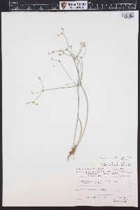 Eriogonum leptophyllum image