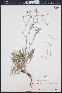 Eriogonum lonchophyllum image