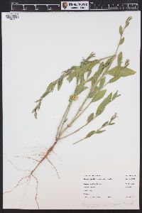 Polygonum argyrocoleon image