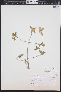 Clematis ligusticifolia image