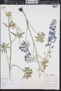 Delphinium nuttallianum image