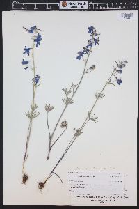 Delphinium nuttallianum image