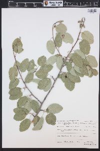 Amelanchier alnifolia image