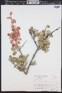 Amelanchier alnifolia image