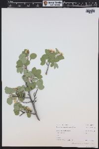 Amelanchier utahensis image