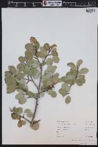 Amelanchier utahensis image