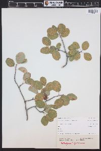 Amelanchier utahensis image