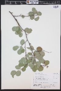 Amelanchier utahensis image